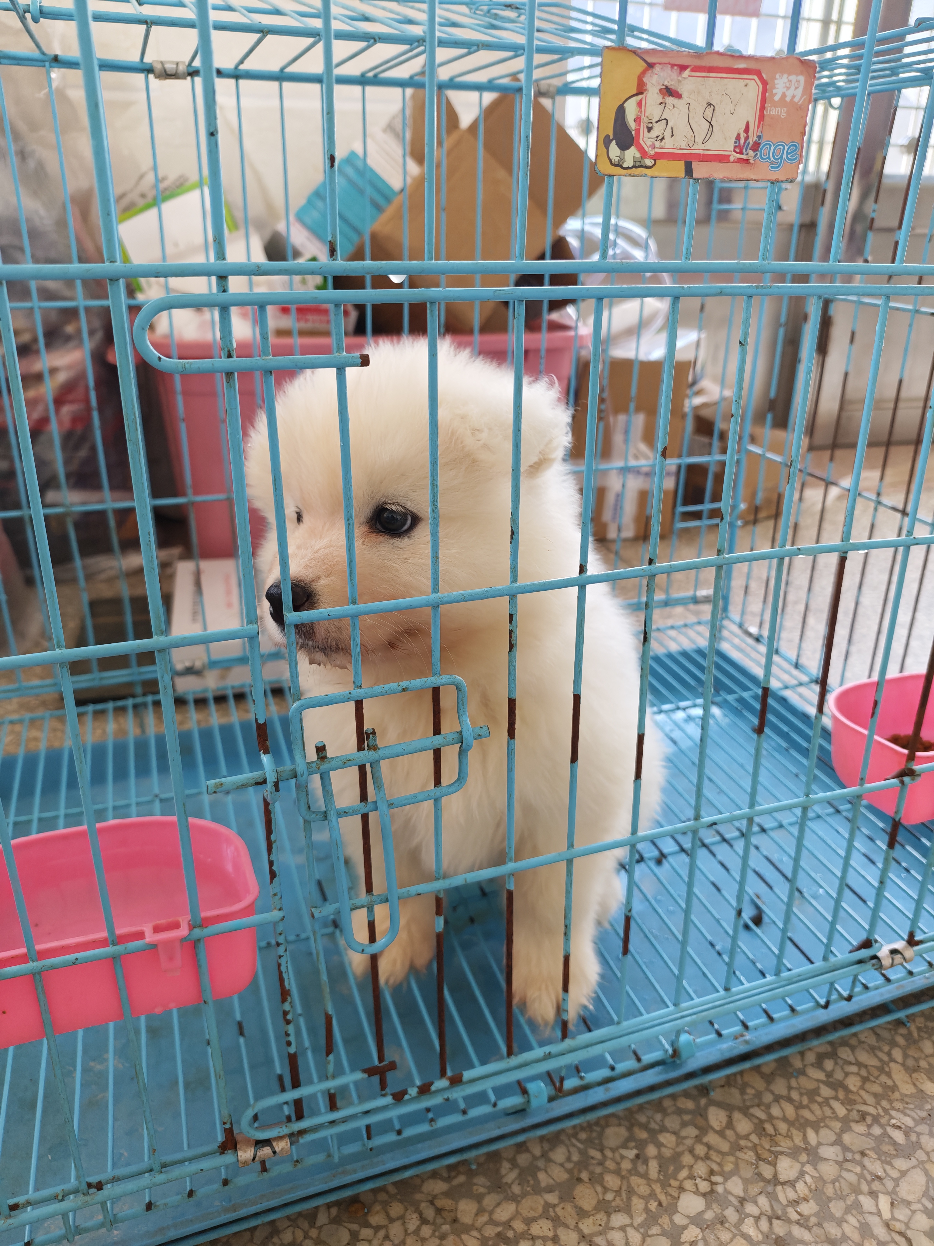 萨摩耶妹妹800